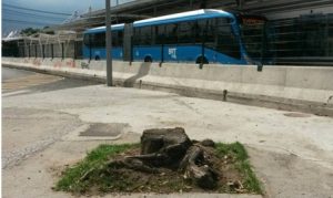 Trees cut down for the BRT