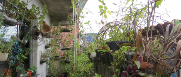 Graça grows several varieties of plants on her porch