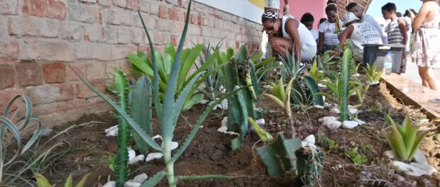 New cactus bed planted by Careca Artes and community residents