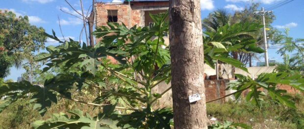 Tree marked in Vila Autódromo