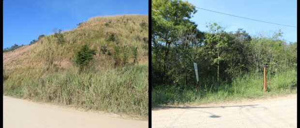 Reforestation Before/After