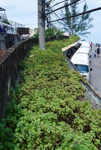 Medicinal garden, photo by Selmy Yassuda - Veja Rio