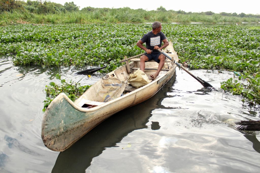 Raimundo looks towards the mass of gigoia plants he must row through before attempting to cross the eco-barrier. Photo by Sophia Zaia