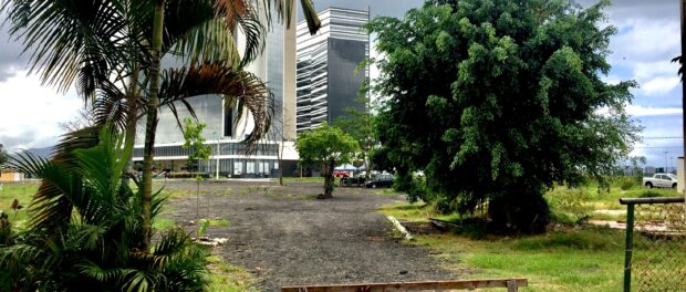 Vegetation has begun to grow in areas where the City had paved over in gravel prior to the August Olympic Games