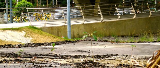 Trees growing out of cracks in the asphalt, in front of the R$14 million pedestrian walkway