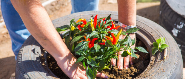 Pepper planting - Photo by Diogo de la Vega