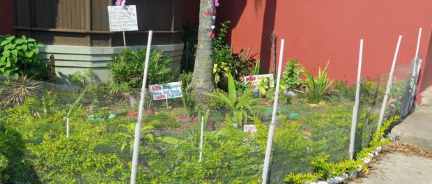 Community garden in Morro dos Prazeres